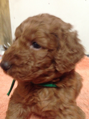 スタンダードプードル　ブリーダー 子犬専門店AngelWan 横浜