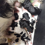 イングリッシュコッカースパニエル　ブリーダー 子犬専門店AngelWan 横浜