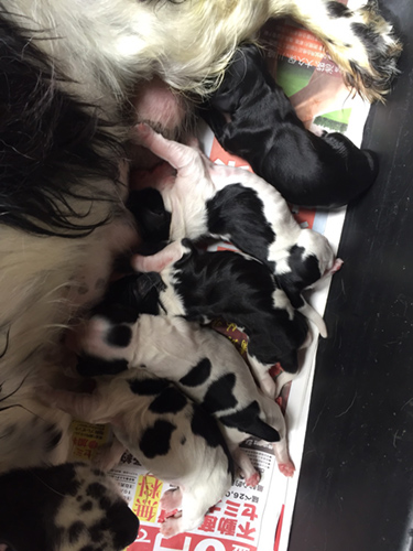 イングリッシュコッカースパニエル　ブリーダー 子犬専門店AngelWan 横浜