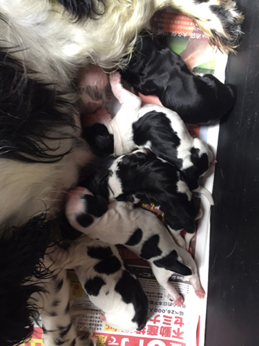 イングリッシュコッカースパニエル　ブリーダー 子犬専門店AngelWan 横浜