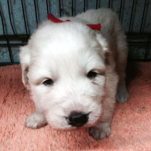 グレートピレニーズ　画像　仔犬　販売