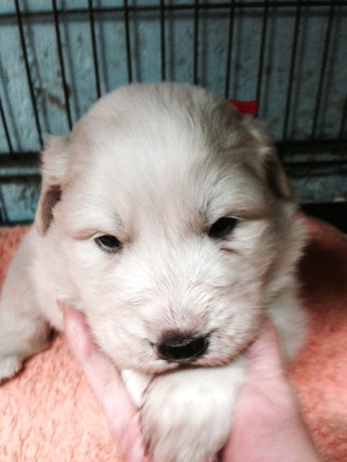 グレートピレニーズ　大型犬　仔犬