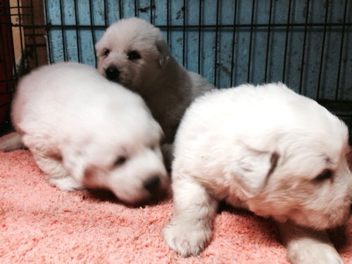 グレートピレニーズ　仔犬　大型犬　よちよち歩き