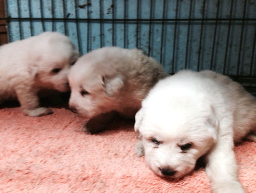 子犬直販　ブリーダー　グレートピレニーズ