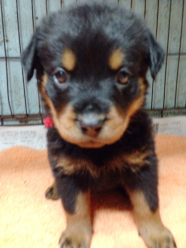 ロットワイラー　ブリーダー 子犬専門店AngelWan 横浜