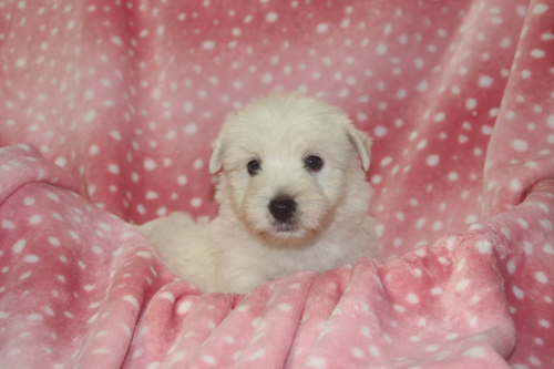 ウエストハイランドホワイトテリア ブリーダー 子犬専門店AngelWan 横浜