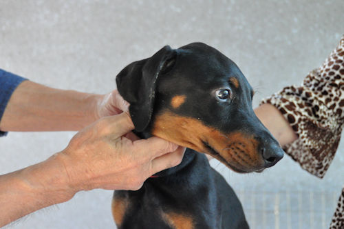 ドーベルマン　ヨーロピアン　100％　純血