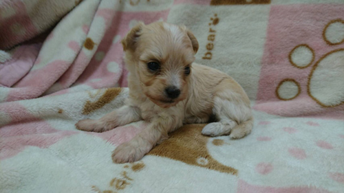 チワプー　ブリーダー 子犬専門店AngelWan 横浜