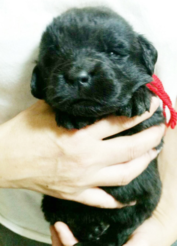 ニューファンドランド　ブリーダー 子犬専門店AngelWan 横浜