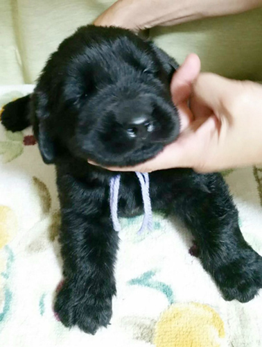 ニューファンドランド　ブリーダー 子犬専門店AngelWan 横浜