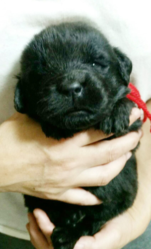 ニューファンドランド　ブリーダー 子犬専門店AngelWan 横浜