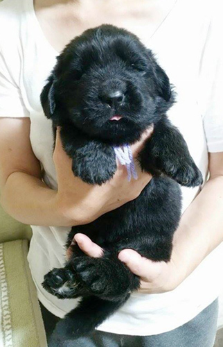 ニューファンドランド　ブリーダー 子犬専門店AngelWan 横浜