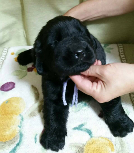 ニューファンドランド　ブリーダー 子犬専門店AngelWan 横浜