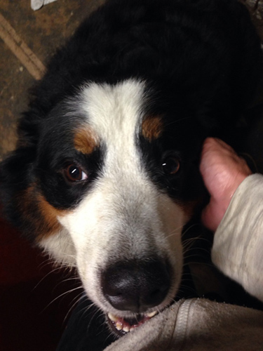 バーニーズマウンテンドッグ　ブリーダー 子犬専門店AngelWan 横浜