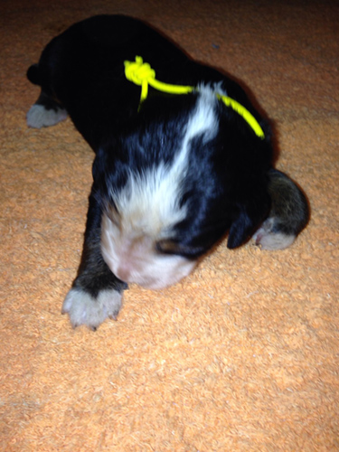 バーニーズマウンテンドッグ　ブリーダー 子犬専門店AngelWan 横浜