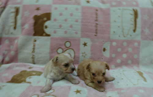 チワプー　ブリーダー 子犬専門店AngelWan 横浜