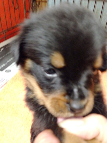 ロットワイラー　ブリーダー 子犬専門店AngelWan 横浜