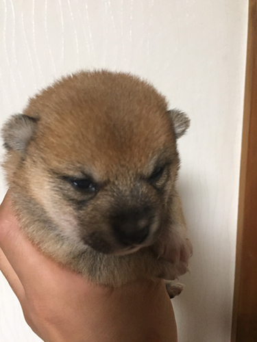 豆柴 ブリーダー 子犬専門店AngelWan 横浜