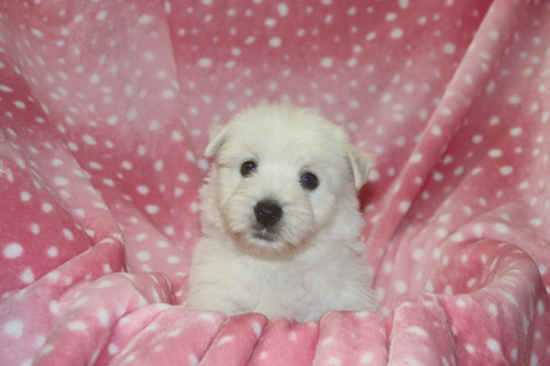 ウエストハイランドホワイトテリア ブリーダー 子犬専門店AngelWan 横浜