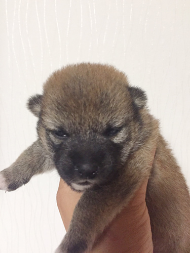 豆柴　ブリーダー 子犬専門店AngelWan 横浜