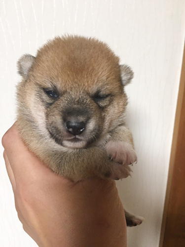 豆柴 ブリーダー 子犬専門店AngelWan 横浜