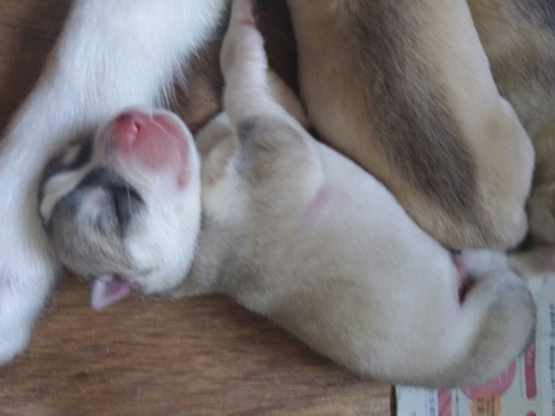 シベリアンハスキー　ブリーダー 子犬専門店AngelWan 横浜