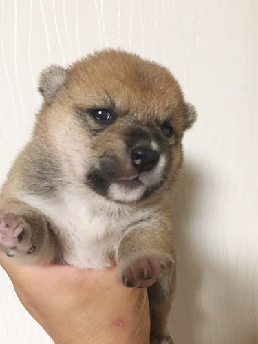 豆柴 ブリーダー 子犬専門店AngelWan 横浜