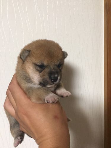 豆柴 ブリーダー 子犬専門店AngelWan 横浜