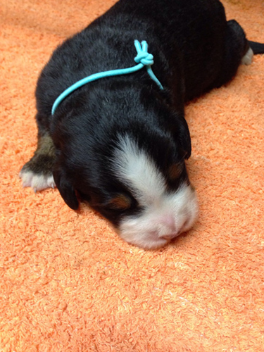 バーニーズマウンテンドッグ　ブリーダー 子犬専門店AngelWan 横浜