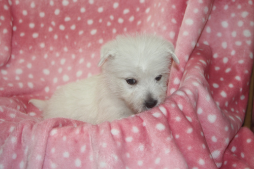 ウエストハイランドホワイトテリア ブリーダー 子犬専門店AngelWan 横浜