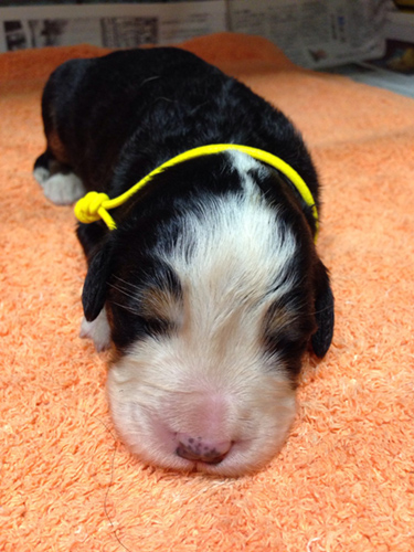 バーニーズマウンテンドッグ　ブリーダー 子犬専門店AngelWan 横浜