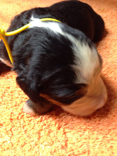 バーニーズマウンテンドッグ　ブリーダー 子犬専門店AngelWan 横浜