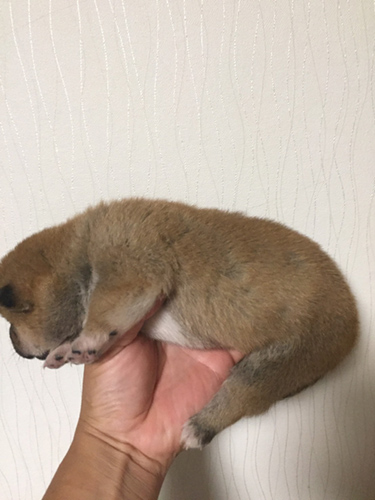 豆柴 ブリーダー 子犬専門店AngelWan 横浜