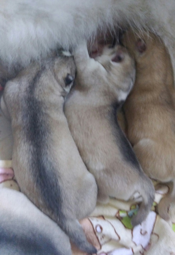 シベリアンハスキー　ブリーダー 子犬専門店AngelWan 横浜