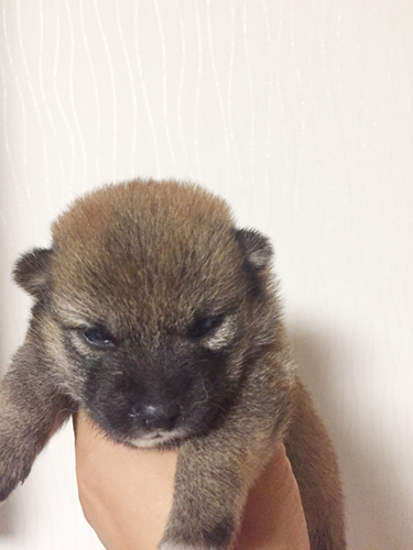 豆柴　ブリーダー 子犬専門店AngelWan 横浜