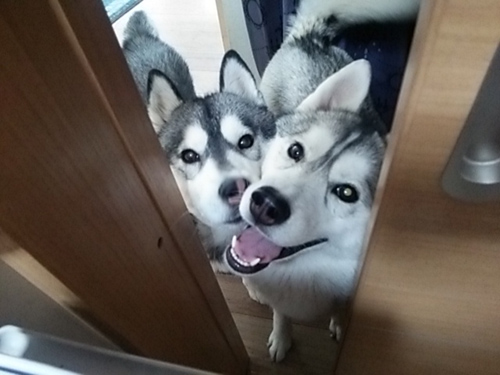 シベリアンハスキー　ブリーダー 子犬専門店AngelWan 横浜