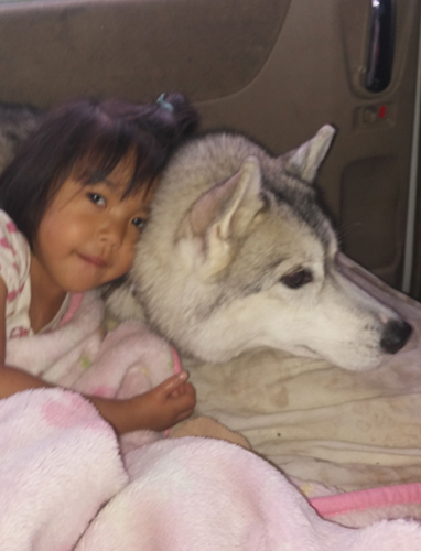 シベリアンハスキー　ブリーダー 子犬専門店AngelWan 横浜