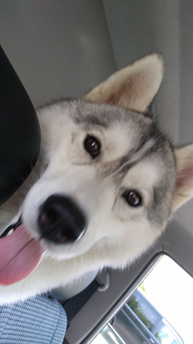 シベリアンハスキー　ブリーダー 子犬専門店AngelWan 横浜