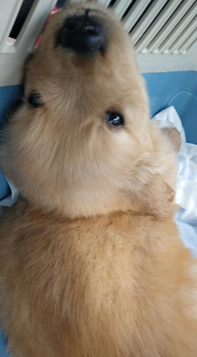 ゴールデンレトリバー　ブリーダー 子犬専門店AngelWan 横浜