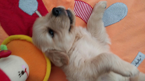 ゴールデンレトリバー　ブリーダー 子犬専門店AngelWan 横浜