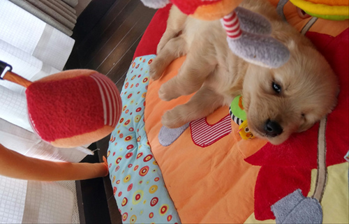 ゴールデンレトリバー　ブリーダー 子犬専門店AngelWan 横浜