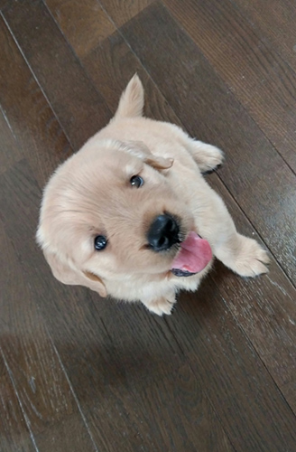 ゴールデンレトリバー　ブリーダー 子犬専門店AngelWan 横浜