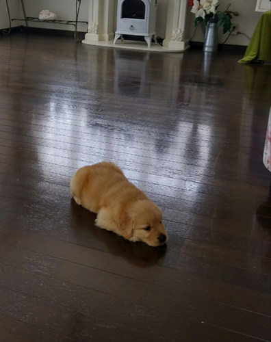 ゴールデンレトリバー　ブリーダー 子犬専門店AngelWan 横浜