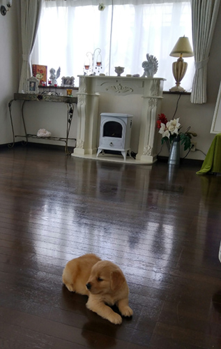 ゴールデンレトリバー　ブリーダー 子犬専門店AngelWan 横浜