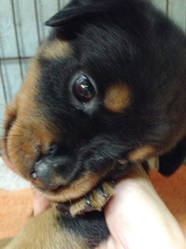 ロットワイラー　ブリーダー 子犬専門店AngelWan 横浜