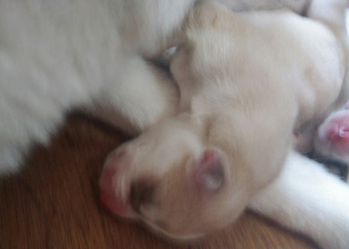 シベリアンハスキー　ブリーダー 子犬専門店AngelWan 横浜