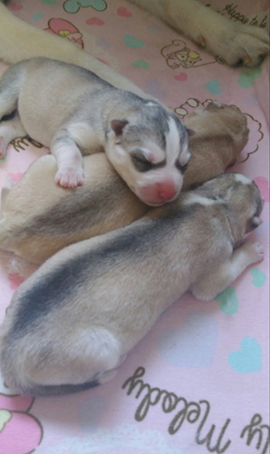 シベリアンハスキー　ブリーダー 子犬専門店AngelWan 横浜