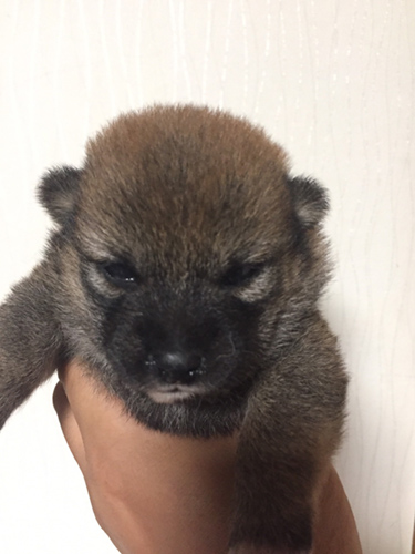 豆柴　ブリーダー 子犬専門店AngelWan 横浜