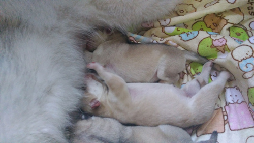 シベリアンハスキー　ブリーダー 子犬専門店AngelWan 横浜