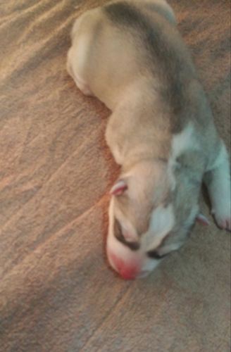 シベリアンハスキー　ブリーダー 子犬専門店AngelWan 横浜